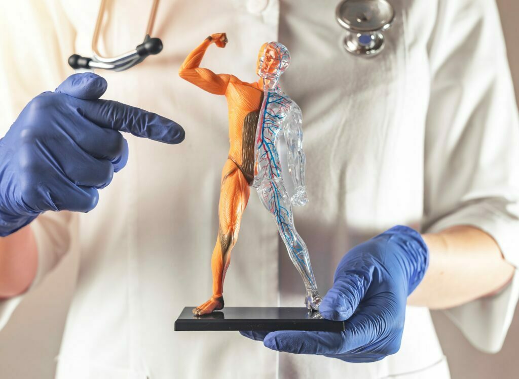 Lekarz trzyma makietę człowieka, widać układ mięśniowy i krwionośny.